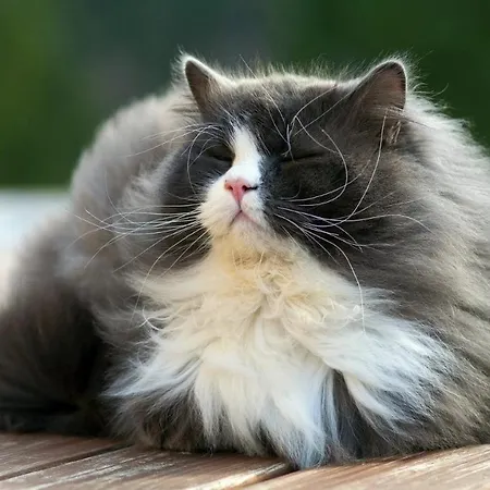 Cheffins At The Beaumont Mini-hôtel St Aubin